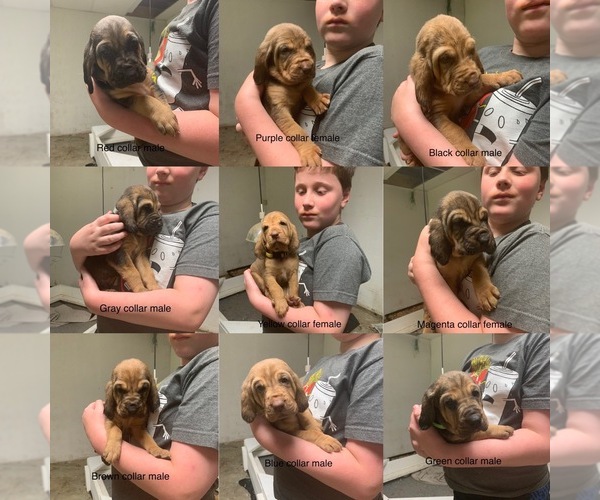 Medium Photo #1  Breeder Profile in NINEVEH, IN, USA