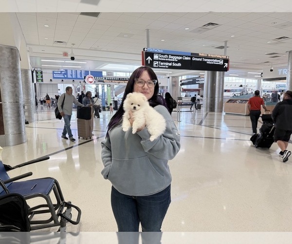 Medium Photo #14  Breeder Profile in KENNESAW, GA, USA