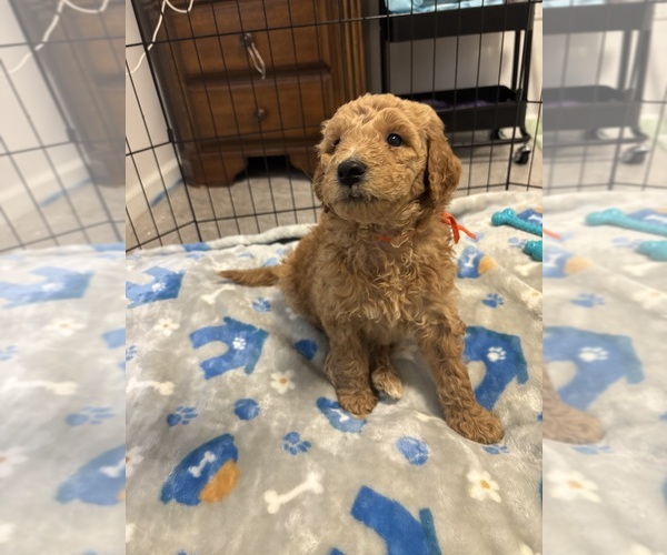 Medium Photo #20  Breeder Profile in CEDAR RAPIDS, IA, USA