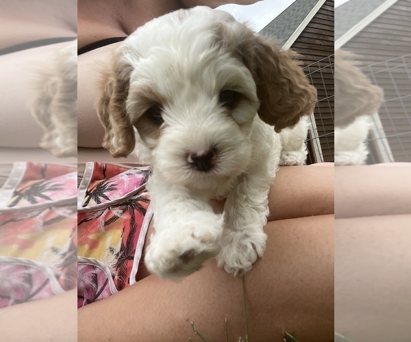 Medium Photo #1  Breeder Profile in HARLAN, IA, USA