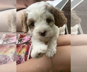 Cavapoo-Poodle (Toy) Mix Dog Breeder in HARLAN,  USA