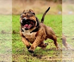 Small #2 Breeder Profile image