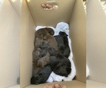Small #6 Breeder Profile image