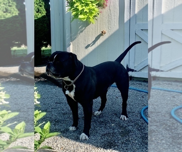 Medium Photo #15  Breeder Profile in COLUMBIA, KY, USA