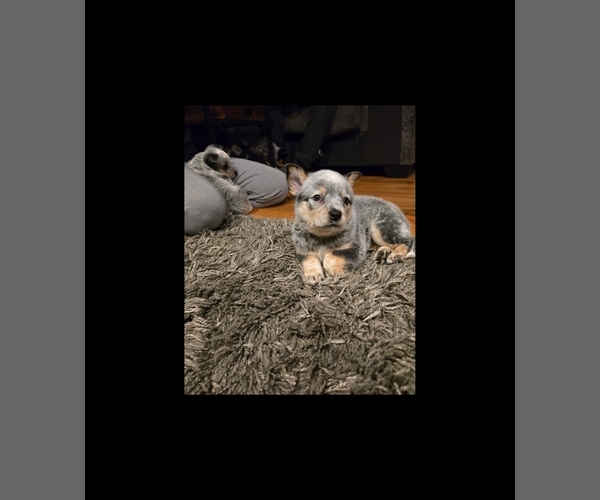 Medium Photo #1  Breeder Profile in SAN MARTIN, CA, USA