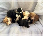 Small breeder photo
