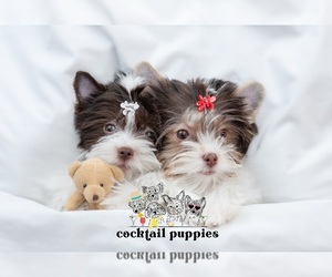 Yorkshire Terrier Dog Breeder near ATLANTA, GA, USA