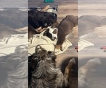 Small #48 Breeder Profile image