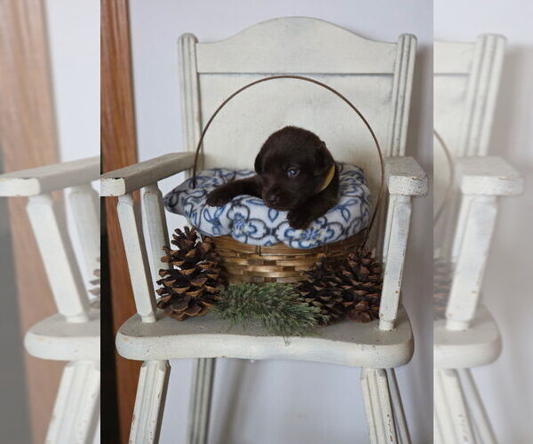 Medium Photo #13  Breeder Profile in FLORA, IL, USA