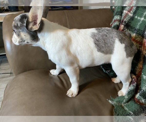 Medium Photo #4  Breeder Profile in GREENVILLE, TX, USA