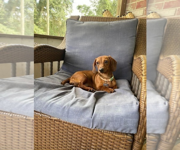 Medium Photo #6  Breeder Profile in MELROSE, FL, USA