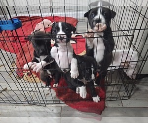 American Pit Bull Terrier Dog Breeder near BAKERSFIELD, CA, USA
