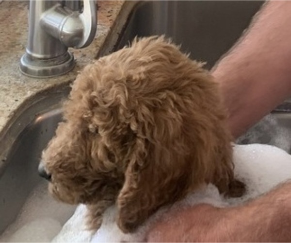 Medium Photo #11  Breeder Profile in FOUNTAIN VALLEY, CA, USA