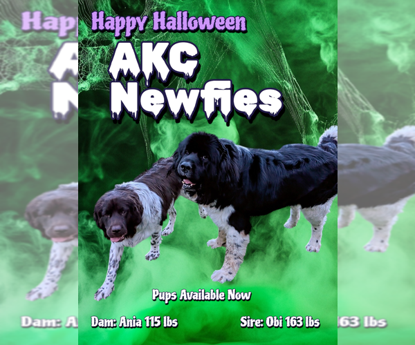 Medium Photo #44  Breeder Profile in LAS VEGAS, NV, USA