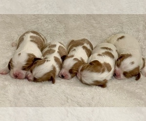 Cavalier King Charles Spaniel Dog Breeder near VICTORIA, TX, USA