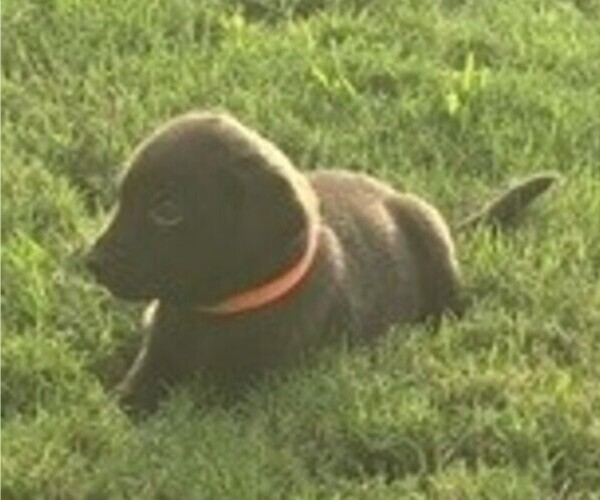 Medium Photo #9  Breeder Profile in GARNER, NC, USA