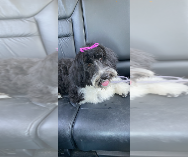 Medium Photo #66  Breeder Profile in BAYTOWN, TX, USA