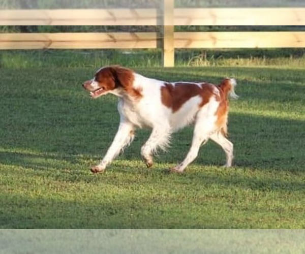 Medium Photo #130  Breeder Profile in HORTENSE, GA, USA