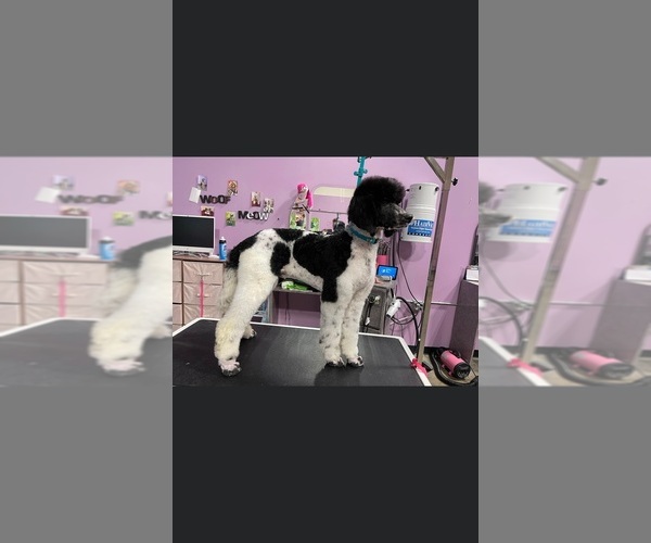 Medium Photo #1  Breeder Profile in PIGEON FORGE, TN, USA