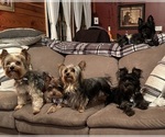 Small breeder photo
