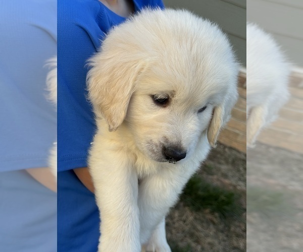 Medium Photo #7  Breeder Profile in HOLLY SPRINGS, NC, USA