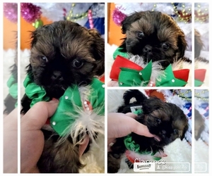 Shih Tzu Dog Breeder near Ellettsville, IN, USA