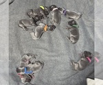 Small breeder photo