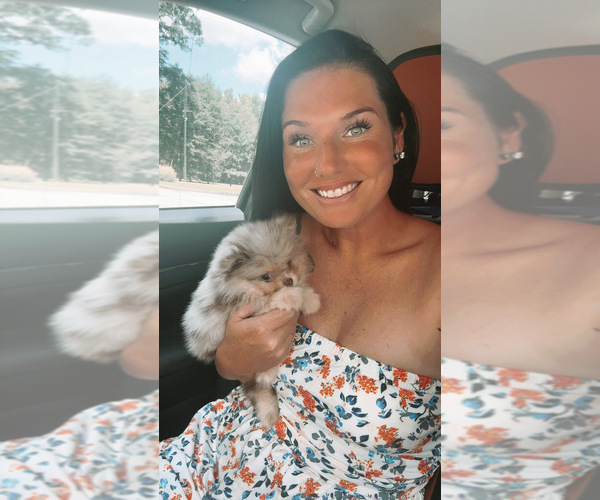 Medium Photo #1  Breeder Profile in YOUNGSTOWN, FL, USA