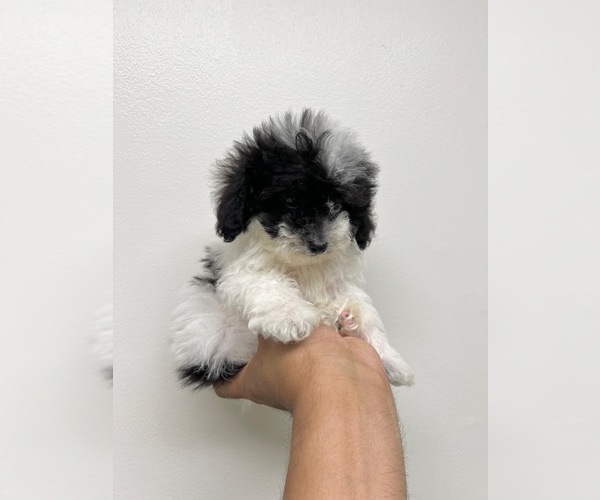 Medium Photo #10  Breeder Profile in ORLANDO, FL, USA