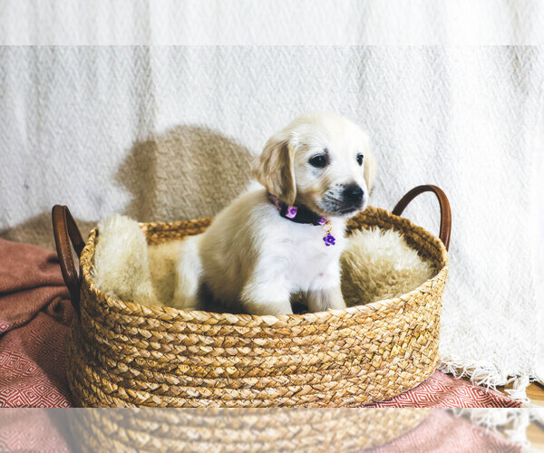 Medium Photo #16  Breeder Profile in MALDEN, MA, USA