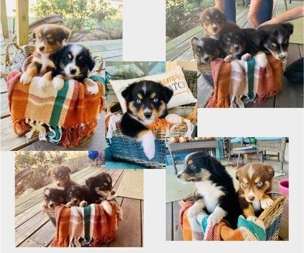 Medium Photo #1  Breeder Profile in WARDVILLE, OK, USA