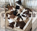Small #33 Breeder Profile image