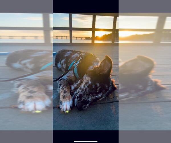 Medium Photo #83  Breeder Profile in HOMERVILLE, GA, USA