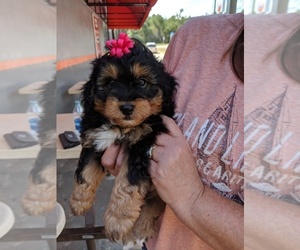 Main photo of Australian Shepherd-Poodle (Miniature) Mix Dog Breeder near MIDLAND CITY, AL, USA