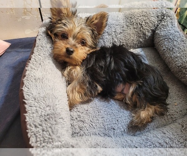 Medium Photo #156  Breeder Profile in AKRON, OH, USA