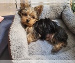 Small #155 Breeder Profile image