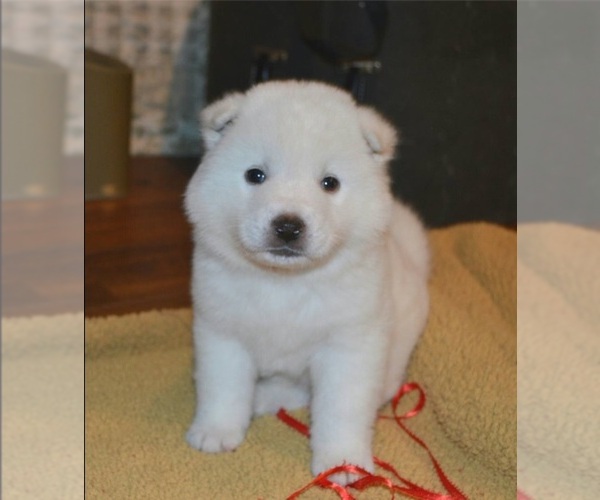 Medium Photo #1  Breeder Profile in COLLINSVILLE, OK, USA