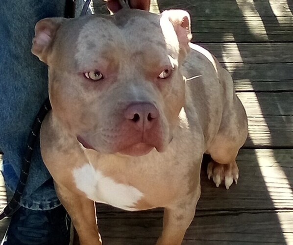 Medium Photo #1  Breeder Profile in TRENTON, NJ, USA