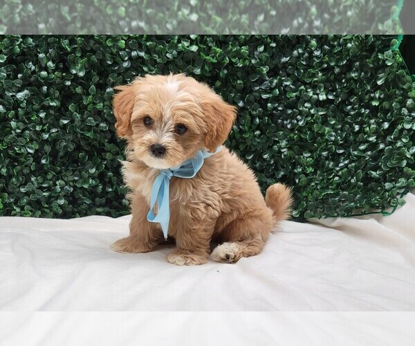 Medium Photo #6  Breeder Profile in LOOGOOTEE, IN, USA
