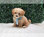 Small #5 Breeder Profile image