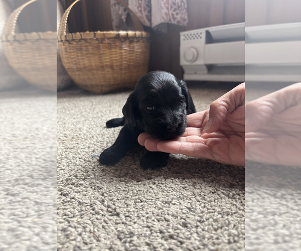 Medium Photo #1  Breeder Profile in ALBRIGHT, WV, USA