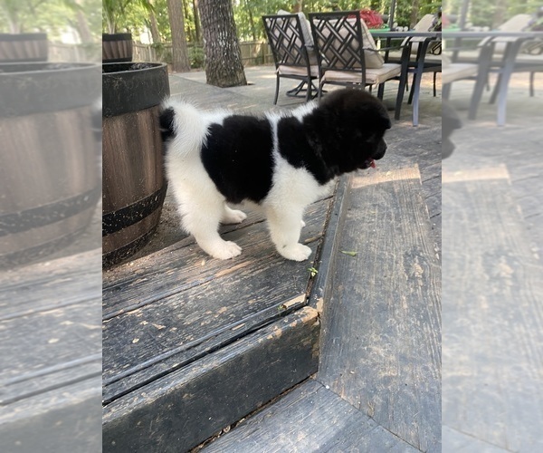 Medium Photo #56  Breeder Profile in MCDONOUGH, GA, USA