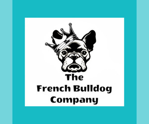 Main photo of French Bulldog Dog Breeder near LEWISTON, ME, USA