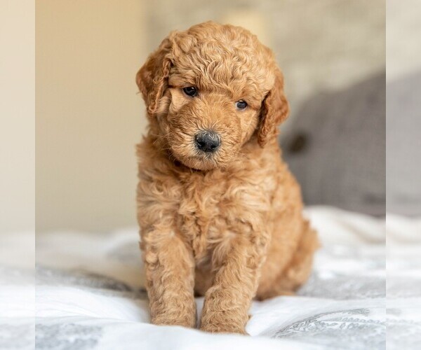 Medium Photo #1  Breeder Profile in MURRIETA, CA, USA