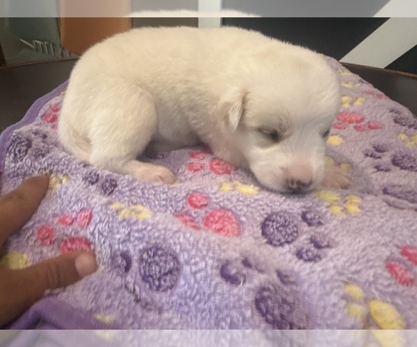 Medium Photo #16  Breeder Profile in LULING, TX, USA