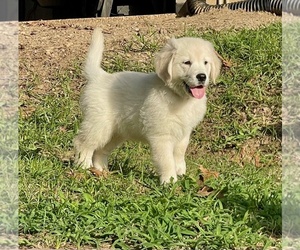 English Cream Golden Retriever Dog Breeder near WEATHERFORD, TX, USA