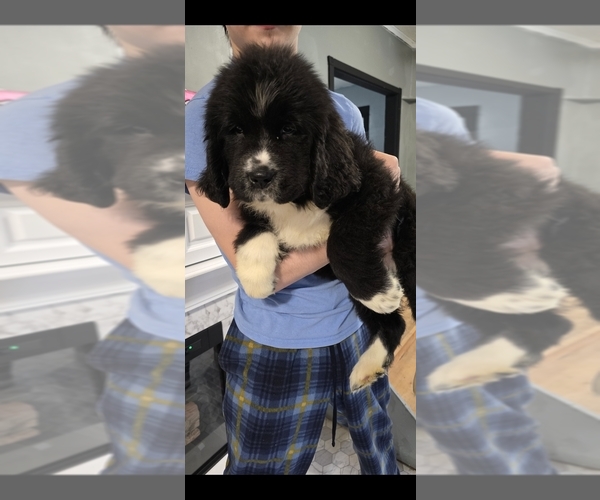Medium Photo #61  Breeder Profile in TILTON, IL, USA