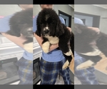 Small #60 Breeder Profile image