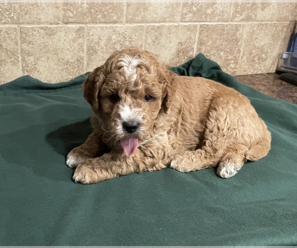Medium Photo #1  Breeder Profile in TOMS RIVER, NJ, USA