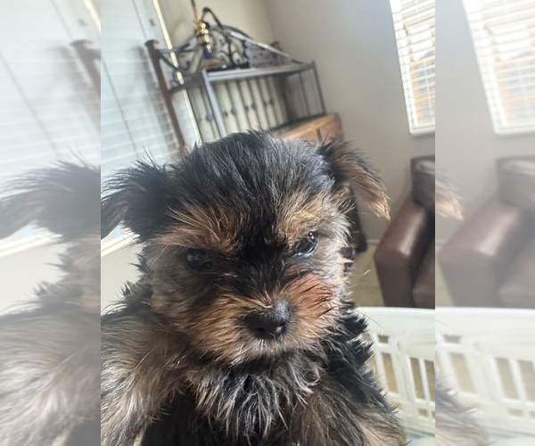 Medium Photo #4  Breeder Profile in RIVERSIDE, CA, USA